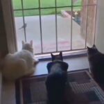 Poulad Kimiayi Instagram -