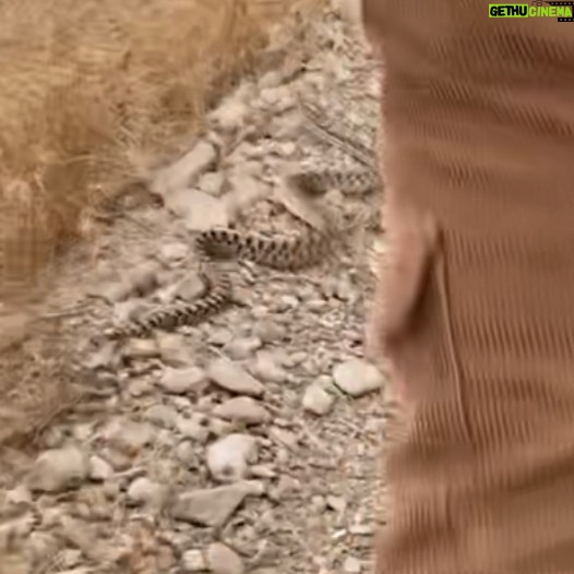 Preston Garcia Instagram - When you’re hiking and your friend almost steps on a Snake ✨☺️🐍