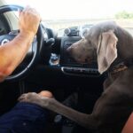 Primo Reggiani Instagram - Qui è una questione di contatto #dog #weekend #picture #pictureoftheday