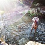 Primo Reggiani Instagram - #dog