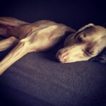 Primo Reggiani Instagram -