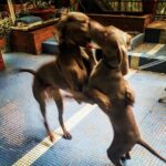 Primo Reggiani Instagram - Balliamo è da tanto tempo che non lo facciamo #dog #dance #realfriends
