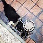Primo Reggiani Instagram - #cat