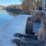 Primo Reggiani Instagram - Arriva il momento nella vita di un cane di tracciare una linea e riflettere sugli obbiettivi raggiunti e quelli ancora da raggiungere...io sono qui. Riflessioni e intenti 2020😂😂😂 #lifedog #caneserio #2020 Rome, Italy