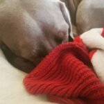 Primo Reggiani Instagram - Ogni lunedì sempre la stessa storia... #doglife #love #odioilunedi #pictureoftheday #mia