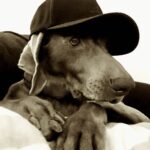 Primo Reggiani Instagram - Mbe' ?! #dogstyle #pictureoftheday #doglife #saturdaynight #rapdog #mia Rome, Italy