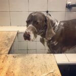 Primo Reggiani Instagram - Quando prova a farsi la barba da sola... Miiiiiaaaaaa!!!! #doglife #pictureoftheday #cani #canitalpa