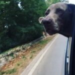 Primo Reggiani Instagram - Ci teneva a salutare #ferragosto #summer #driving #doglife