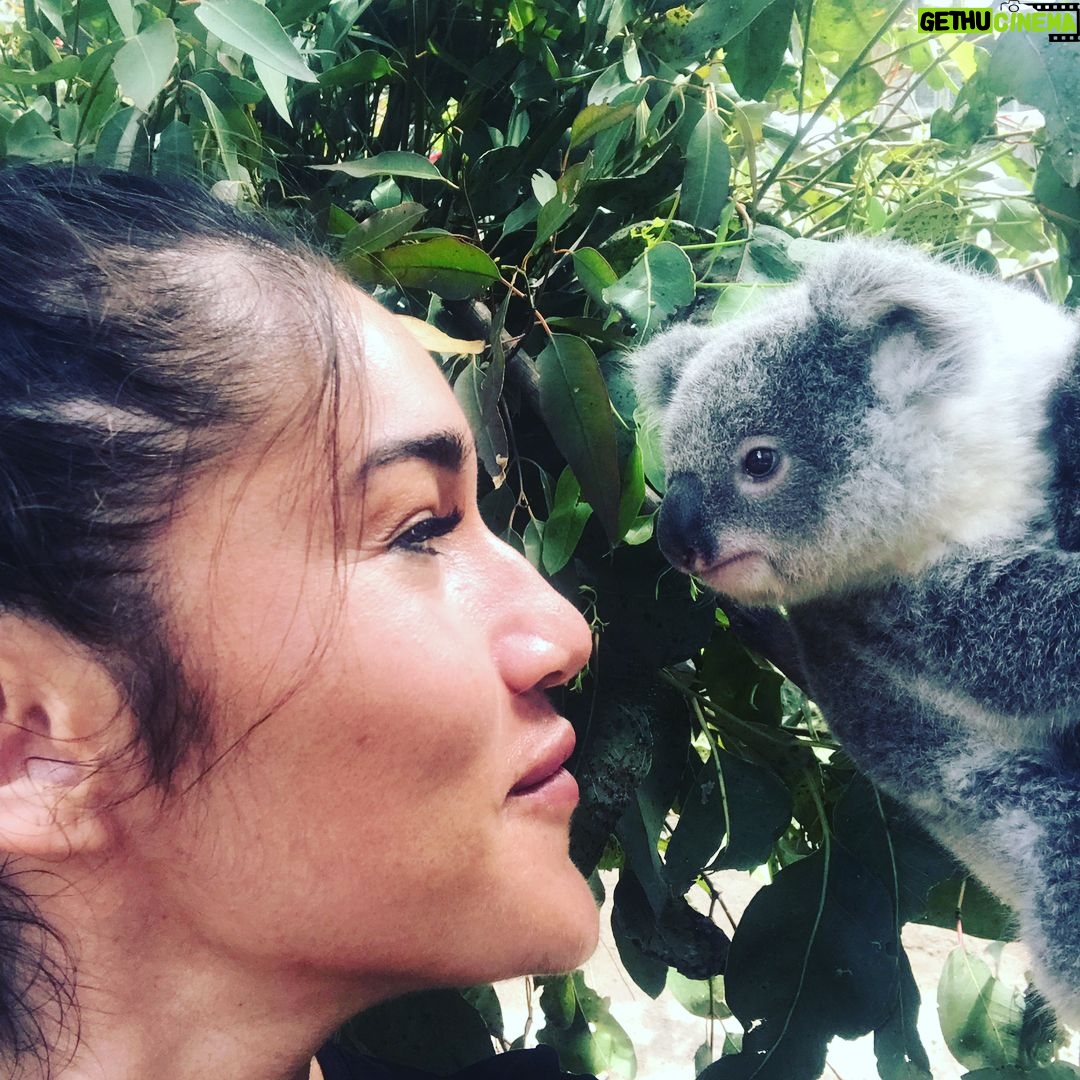 Q'orianka Kilcher - 2.4K Likes - Something magical happen today and is now officially ✅ off on my Bucket list! I got to hug it out with a a little Koala 💜🐨 Thank you so much to the lovely people at #paradisepark for making this happen! #australia #koala #doratheexplorer #thankful