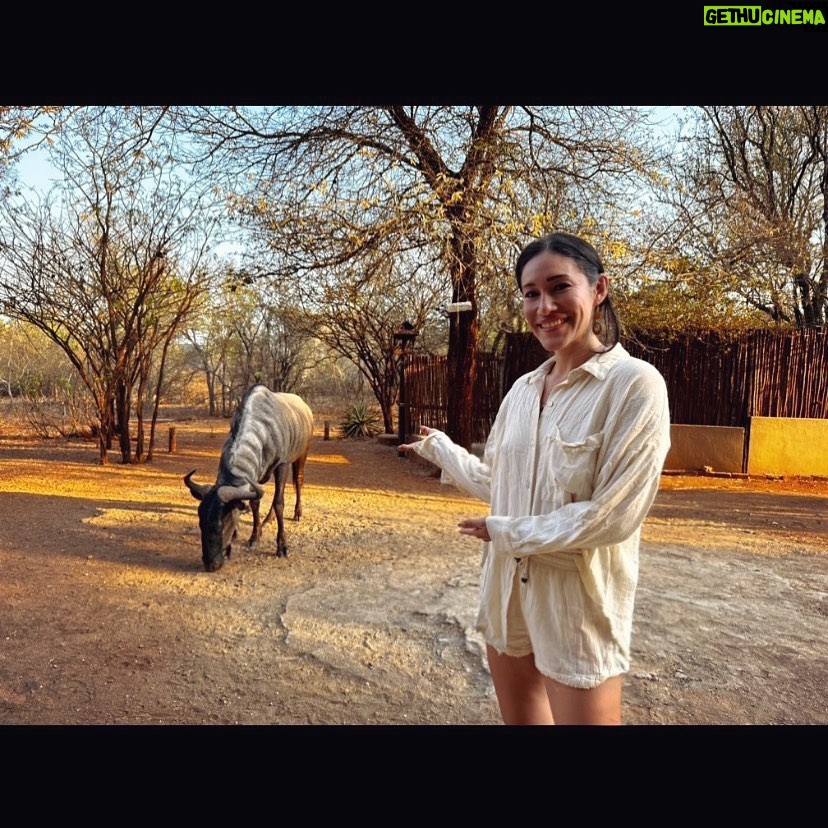 Q'orianka Kilcher - 2K Likes - My new friend Mr. Wildebeest!✨🇿🇦
