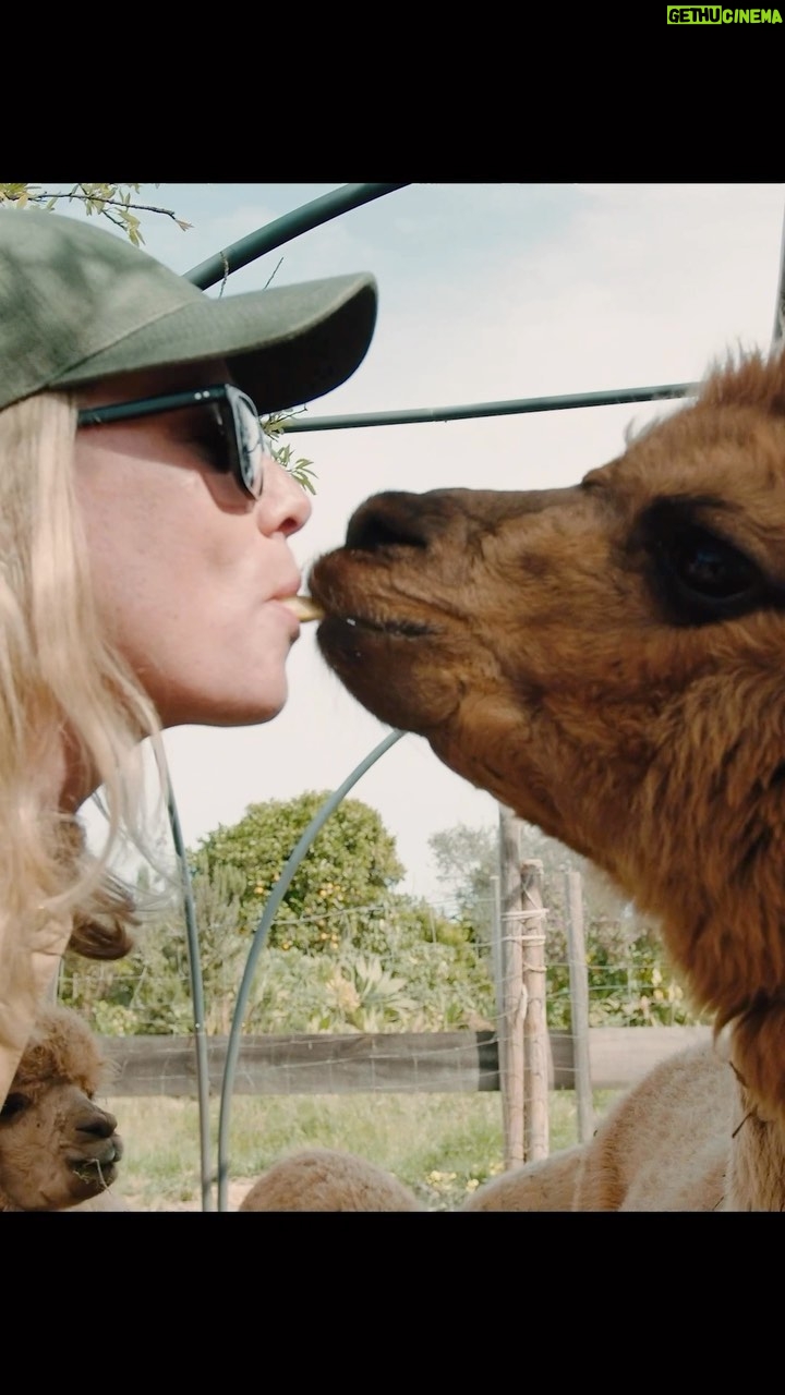 Róisín Murphy Instagram - I made a film, part Q&A part travel log! YOU sent me questions and I answered them in some of my favourite places in Ibiza! IS THIS BALEARIC? ASKING FOR A FRIEND will be premiered TOMORROW 3pm BST / 4pm CEST. I’ll be there in the LIVE chat, please join me! LINK IN BIO! 🎥 @willbur_force 🦙 @escurralsalpacasibiza #ibiza #roisinmurphydirects #electronicmusic #newmusic #ibiza #electronicmusic #newmusic #songofthesummer