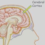 RJ Mitte Instagram – Today is cerebral palsy day so in light of that I would like to give you some information about cerebral palsy this is not a genetic disorder nor is it a developmental disability it’s most commonly caused at child’s birth from lack of oxygen to the brain affecting lobes that do not have access to oxygen. Deactivating them in a way that makes them null and void to the brain’s neuro connection to the body which can affect the fine gross motor skills hand eye coordination ect. two cases of CP are not the same individual patients will be affected differently by many different factors we all have a path in our life some are harder than others but we must persevere and use our knowledge to see a better and brighter future if you have a questions I’m here have a great night