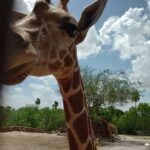 RJ Mitte Instagram - Gladys Porter Zoo
