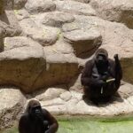 RJ Mitte Instagram - Gladys Porter Zoo