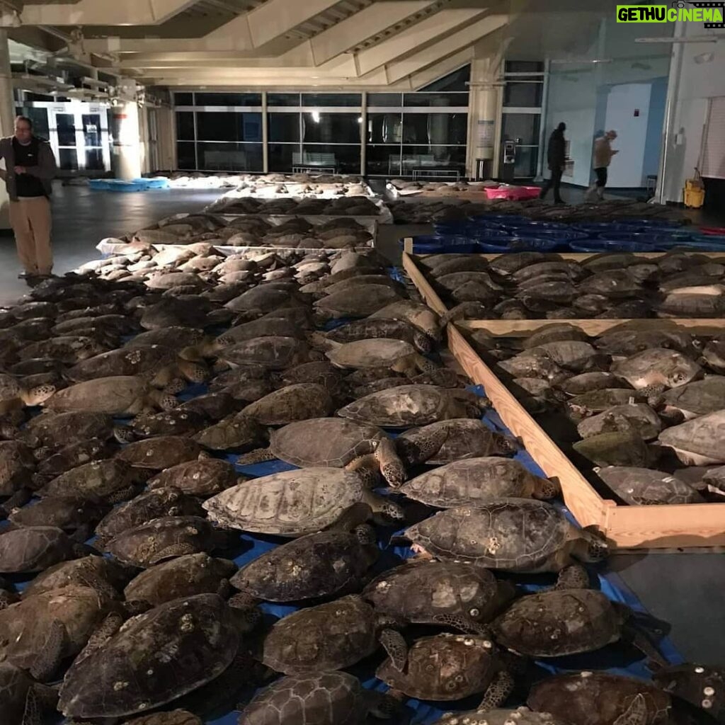 RJ Mitte Instagram - Reposted from @seaturtleinctx Help save the South Padre Island Sea Turtle Residents Update 11 pm- We are grateful for the support of the community (near and far), City of South Padre Island leadership, and City of South Padre Island Convention Center for responding to our emergent needs. Tonight's count is over 1,700 cold - stunned sea turtles being housed at the facility and the City of South Padre Island Convention Center. We ask the public to shop our amazon wishlist and to donate to our cause. Three resident sea turtles have already been removed from the tanks tonight and are inside the education center. We will be needing to move the other two residents soon if the power is not restored. Staff, volunteers and community are working tirelessly to provide critical care for these magnificent creatures. @visitsouthpadreisland To donate to the cause, link in bio.
