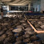 RJ Mitte Instagram – Reposted from @seaturtleinctx Help save the South Padre Island Sea Turtle Residents

Update 11 pm- We are grateful for the support of the community (near and far), City of South Padre Island leadership, and City of South Padre Island Convention Center for responding to our emergent needs. Tonight’s count is over 1,700 cold – stunned sea turtles being housed at the facility and the City of South Padre Island Convention Center. We ask the public to shop our amazon wishlist and to donate to our cause. Three resident sea turtles have already been removed from the tanks tonight and are inside the education center. We will be needing to move the other two residents soon if the power is not restored. Staff, volunteers and community are working tirelessly to provide critical care for these magnificent creatures. @visitsouthpadreisland

To donate to the cause, link in bio.