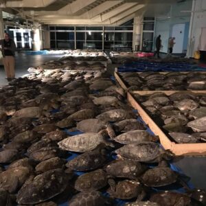 RJ Mitte Instagram - Reposted from @seaturtleinctx Help save the South Padre Island Sea Turtle Residents

Update 11 pm- We are grateful for the support of the community (near and far), City of South Padre Island leadership, and City of South Padre Island Convention Center for responding to our emergent needs. Tonight's count is over 1,700 cold - stunned sea turtles being housed at the facility and the City of South Padre Island Convention Center. We ask the public to shop our amazon wishlist and to donate to our cause. Three resident sea turtles have already been removed from the tanks tonight and are inside the education center. We will be needing to move the other two residents soon if the power is not restored. Staff, volunteers and community are working tirelessly to provide critical care for these magnificent creatures. @visitsouthpadreisland

To donate to the cause, link in bio.