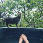Rachael Taylor Instagram - Cat + outdoor tub + Tasmania = perfect Wednesday. 🙌 #notmoving #hatherlybirrellcollection #discovertasmania