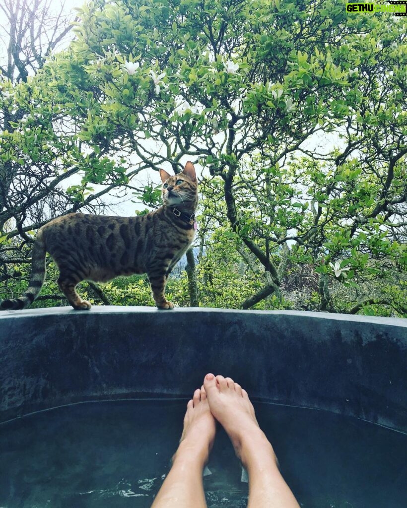 Rachael Taylor Instagram - Cat + outdoor tub + Tasmania = perfect Wednesday. 🙌 #notmoving #hatherlybirrellcollection #discovertasmania