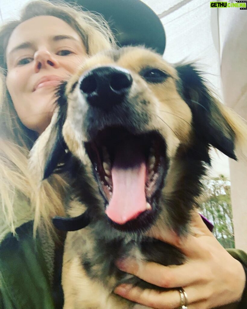 Rachael Taylor Instagram - How could I not become that crazy dog lady with this guy? 🐕 🐕 🐕 #nationalpetday #rescuedog