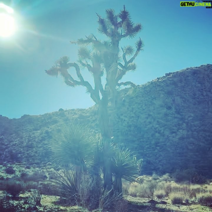 Rachael Taylor Instagram - YES 2019 🌵 Joshua Tree, California