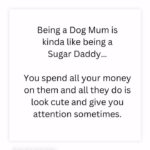 Rachel Kelvington Bostic Instagram - My dog and I are soul bonded. If @starlordyukon isn’t invited I’m probably not coming either 🤷🏼‍♀️. #dogmom #starlord #shihtzu #blackshihtzu #soulmate