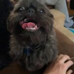 Rachel Kelvington Bostic Instagram - Happy international puppy day to my best friend, my ride or die, this sweet little puppy dude I call Sly 🥰 #internationalpuppyday #dogsofinstagram #dogmom #pittsburghpup Pittsburgh, Pennsylvania