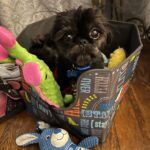 Rachel Kelvington Bostic Instagram - Happy international puppy day to my best friend, my ride or die, this sweet little puppy dude I call Sly 🥰 #internationalpuppyday #dogsofinstagram #dogmom #pittsburghpup Pittsburgh, Pennsylvania