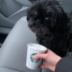 Rachel Kelvington Bostic Instagram - Happy international puppy day to my best friend, my ride or die, this sweet little puppy dude I call Sly 🥰 #internationalpuppyday #dogsofinstagram #dogmom #pittsburghpup Pittsburgh, Pennsylvania