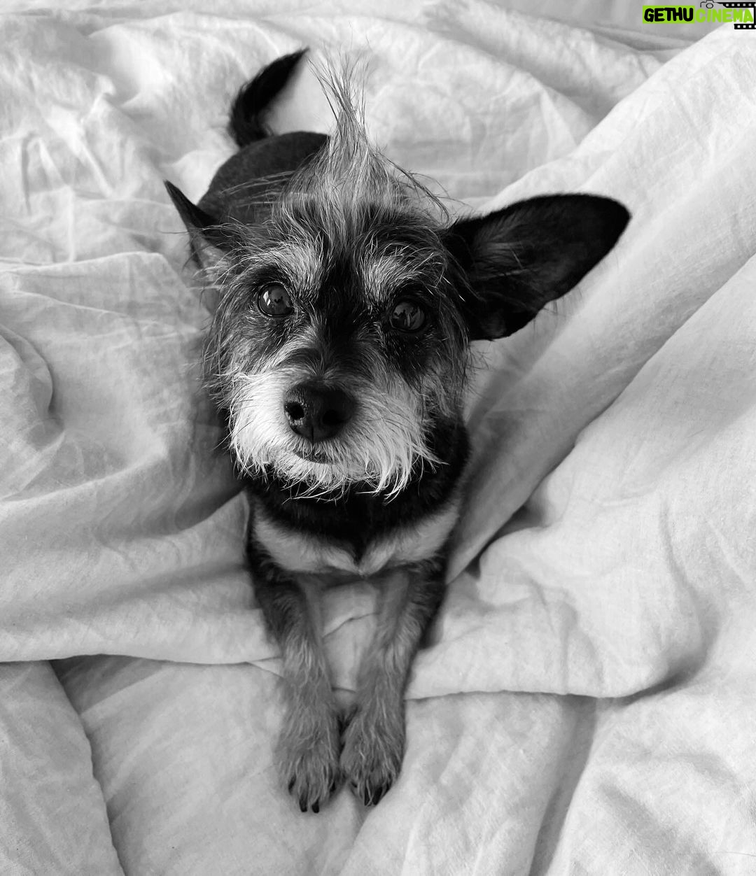 Rachel Roberts Instagram - It’s Sunday… let’s stay in bed. 😴❤️ #lazySunday @malibubowie Malibu, California