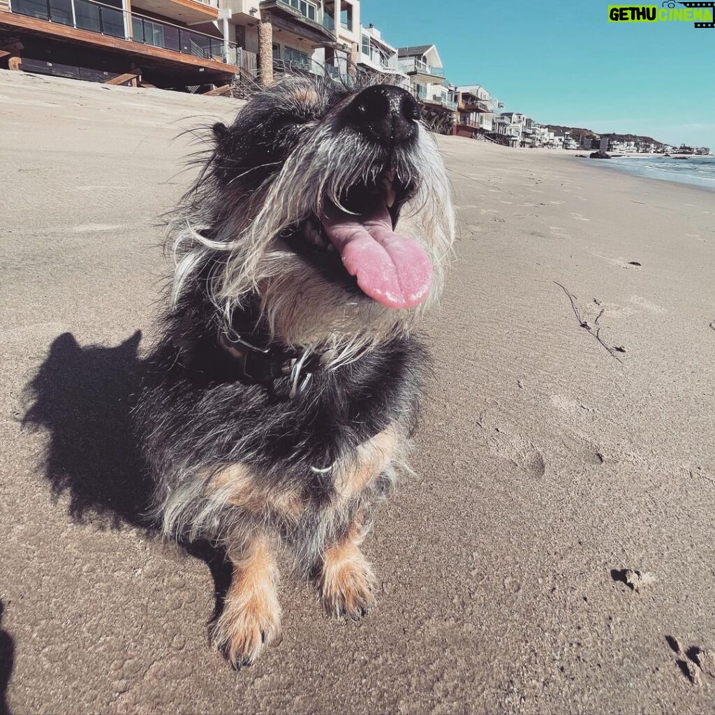 Rachel Roberts Instagram - Smile…. It’s Friday! #bowiethedog⚡️ Malibu, California