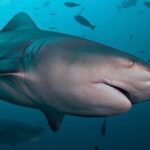 Radzi Chinyanganya Instagram - Volunteering to be a shark’s breakfast 🫣🫣 #shark #capetown #africa #formulae #cagediving Cape Town