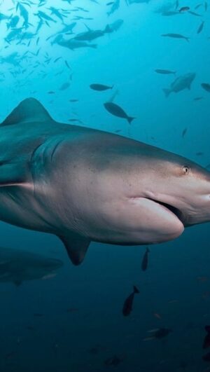 Radzi Chinyanganya Instagram - Volunteering to be a shark’s breakfast 🫣🫣

#shark #capetown #africa #formulae #cagediving
