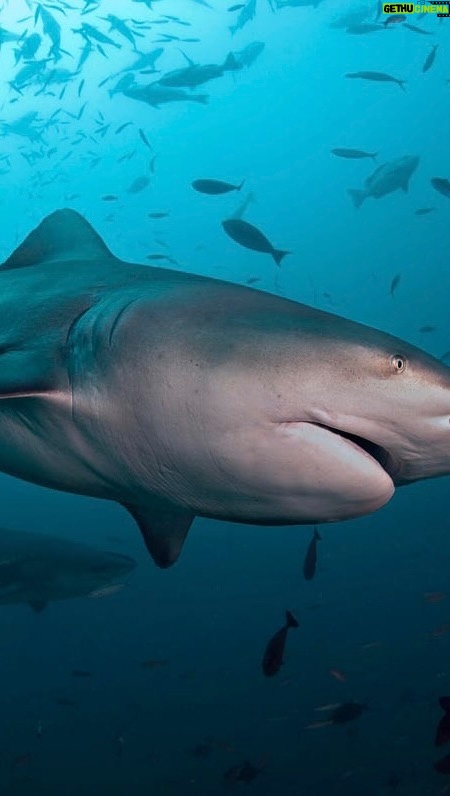 Radzi Chinyanganya - 161 Likes - Volunteering to be a shark’s breakfast 🫣🫣
#shark #capetown #africa #formulae #cagediving