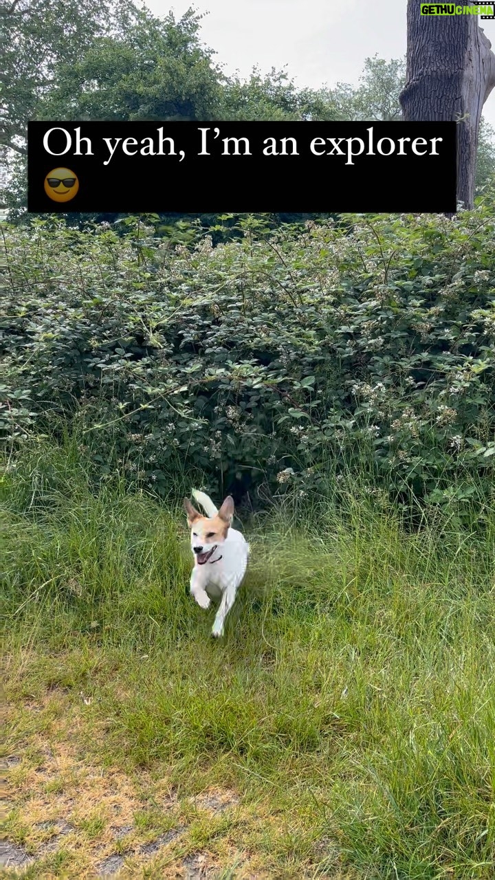 Radzi Chinyanganya - 68 Likes - Can your pet GROOVE??
We want to see it!! Here’s Olive the explorer 🪵
@yumove_uk is supporting @wunderdogrescue_ and inviting the nation’s pets to get their groove on.
So, get in on the action and submit a 10-15 second action-packed video of your pet getting groovy for a chance to win a goody-filled YuMOVE hamper, a year’s supply of YuMOVE and a pet-friendly holiday worth up to £1000 from @thepetspyjamas
I’ll be watching all the action as a judge, along with @drscottym @maggiethewunderdog @wunderdogrescue_ @thepetspyjamas and @ashleighbutler7 ready to crown the country’s YuGROOVE Champion 2023.
Being groovy means different things to different pets, so there are six YuGROOVE categories to choose from, including performers, players and explorers. The good news is, you can enter as many as you like.
HOW TO ENTER
Head to www.yugroove.co.uk to learn more and submit your 10-15 second film!
Tag your friends in the comments below so they can enter too.
Winners will be contacted by the YuMOVE team. T&Cs apply. Find out more at www.yugroove.co.uk
#YuMOVE #YuGROOVE #yugrooveexplorers #yumove #yugroove #yumovejoint #win #competition #wunderdogrescue #Maggiethewunderdog #paidpartnership