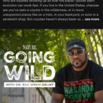 Rae Wynn-Grant Instagram - We made history with Season 2 of my podcast #GoingWild with @pbsnature. The gorgeous orchid as a wrap gift was unexpected, & allowed me a moment to think about how profound of a show we’ve made. I’m Thankful today and every day for the production team from #GreatFeelingStudios, our fearless leader @stevesteinberg (the digital genius Danielle Broza), the leadership over at PBS Nature, and more than anything - to our INCREDIBLE guests who told tales of adventures with wild animals paired with the mental-emotional journey that nobody else saw. Check out these fabulous Black wildlife scientists, our fabulous podcast that is full of surprises, and give these wonderful world-changers a follow ✌🏾 Do you know someone who should be on Season 3? Drop their name below!