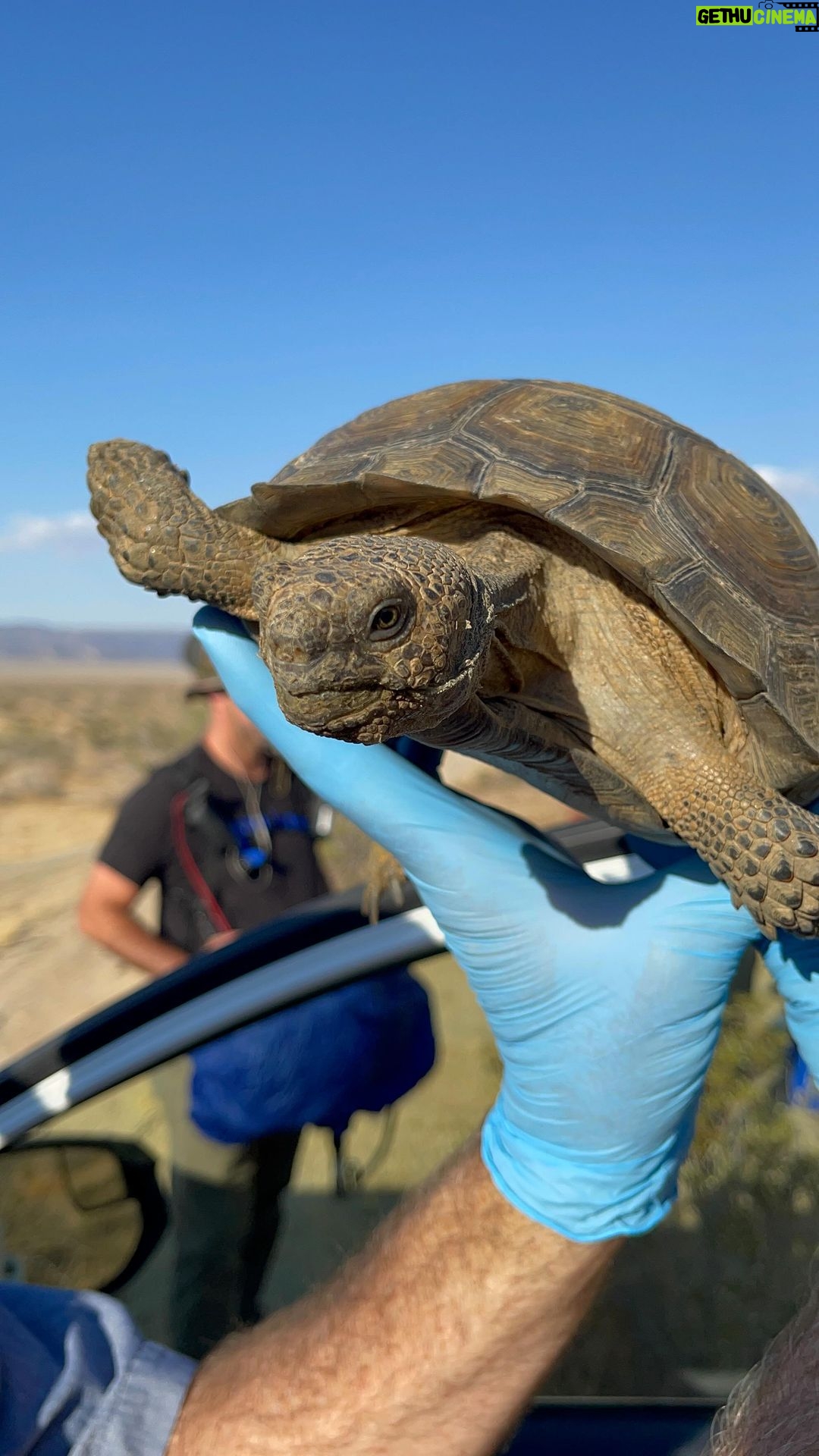Rae Wynn-Grant Instagram - A lil behind the scenes from Episode 1 of @wildkingdomtv in the Mojave Desert with the cutest guests 🐢#FlashbackFriday #BTS