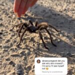 Rae Wynn-Grant Instagram – Why did the tarantula cross the road