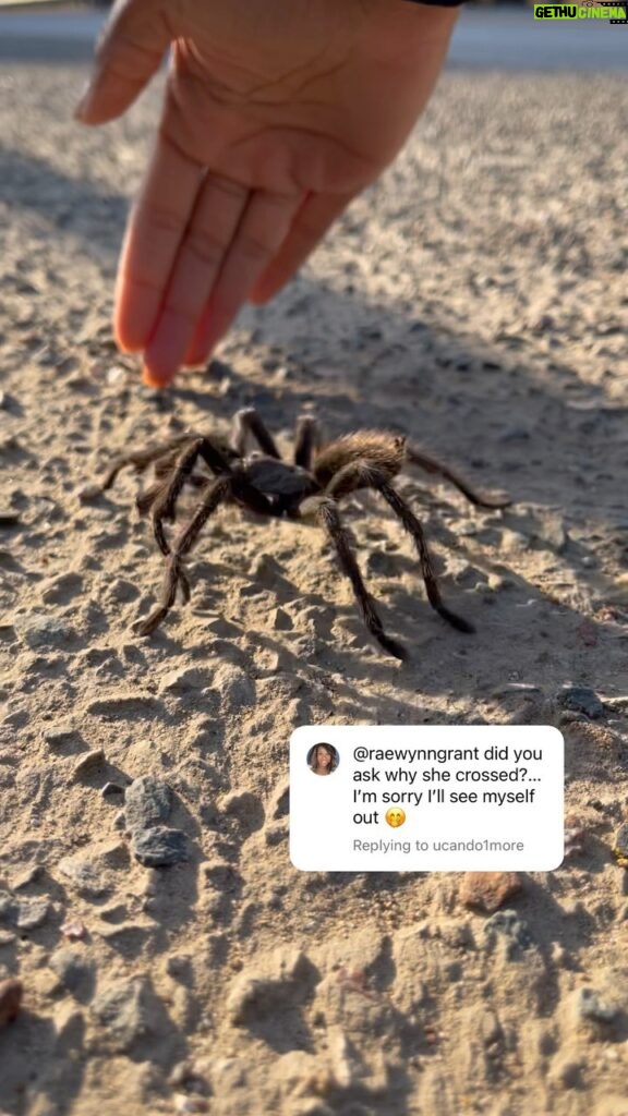 Rae Wynn-Grant Instagram - Why did the tarantula cross the road