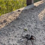Rae Wynn-Grant Instagram – Driving to my field site today and… 🕷 Jack and Laura Dangermond Preserve