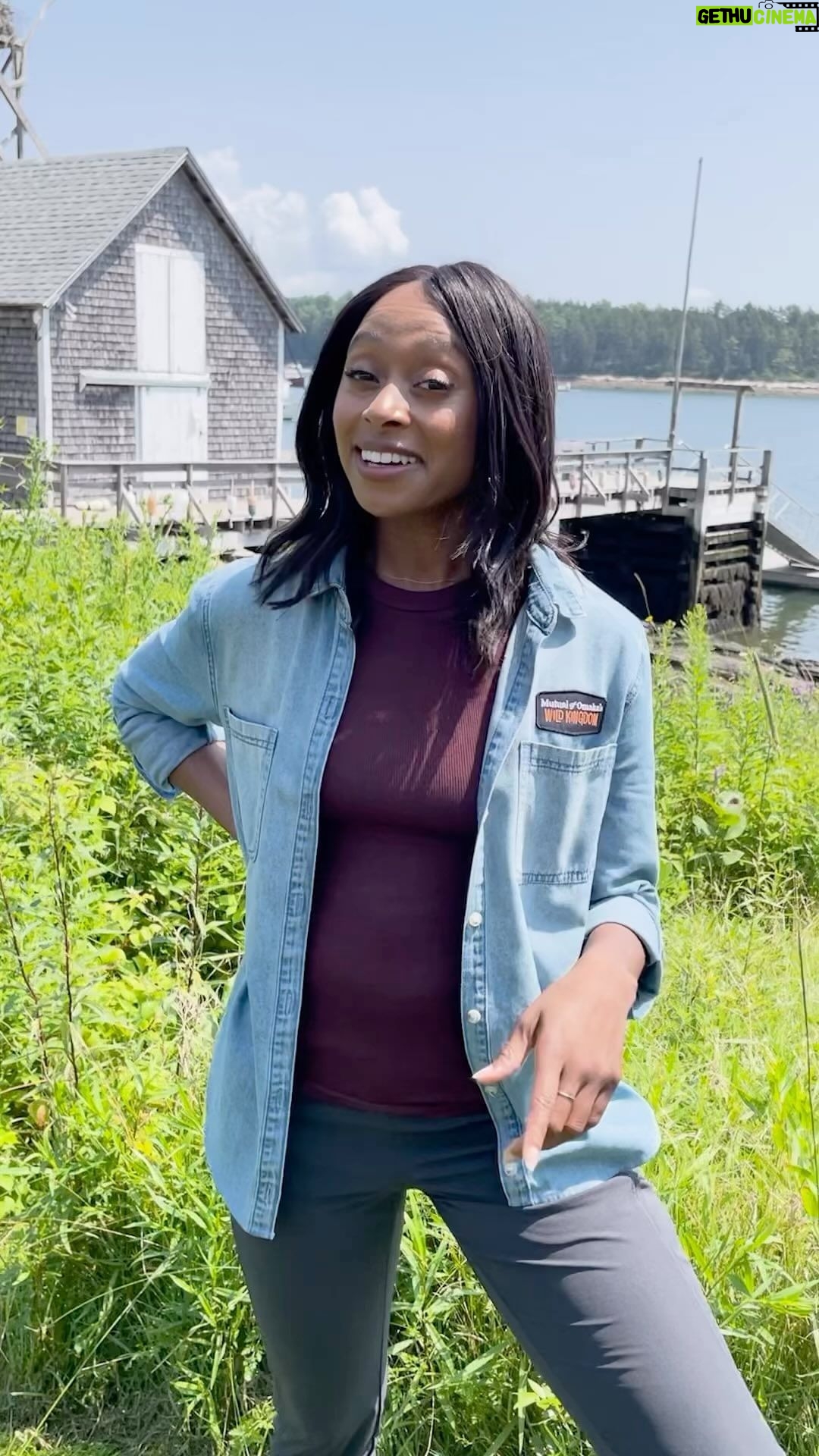 Rae Wynn-Grant Instagram - How many wildlife shows can say this? ➡️ Mutual of Omaha’s Wild Kingdom filmed in this exact spot almost 50 years ago! While the world around may have changed, the passion behind Project Puffin has not. It may have grown even stronger! 💪 Don’t miss the conservation and the nostalgia, this weekend on Mutual of Omaha’s Wild Kingdom Protecting the Wild! 🎞️ Check your local NBC listings for the time in your area. #wildkingdomtv #nostalgic #puffins #projectpuffin #tvhistory