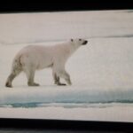 Rae Wynn-Grant Instagram - Whether in the field or on the stage, bears, lions, & this planet’s wild animals are with me wherever I go and allow me to do the science I love. Last night kicked off my Nat Geo Live speaking tour, and I couldn’t be more honored to be diving into my show titled The Secret Life of Bears. Many thanks to Alex Wenchel who produced this show, the amazing @natgeo & @disney teams that are coordinating safe travel to 13+ cities during COVID (swipe to see photos of what a “meet & greet” looks like these days), and of course the amazing audiences that are interested in the science behind how we can keep these majestic creatures on the planet. Onward 🐻🐻✨✨ 📸: @celerypocket Overture Center for the Arts