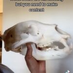 Rae Wynn-Grant Instagram - When you’re a wildlife ecologist & you have animal skulls in your office 🐻