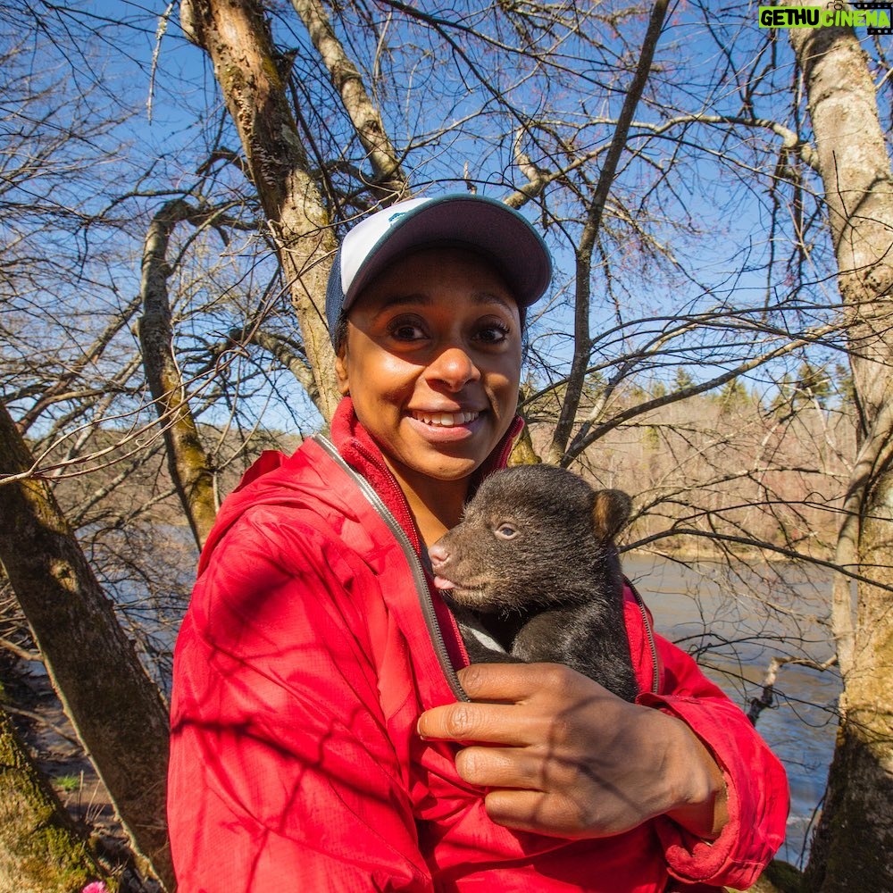 Rae Wynn-Grant Instagram - This week’s #SheExploresPodcast guest, @RaeWynnGrant stresses: don’t try this at home! ⁣ ⁣ See, Dr. Rae Wynn-Grant is a wildlife ecologist, specializing in large carnivores — including not so big baby bears. ⁣ ⁣ As a little girl, Rae loved watching nature shows and she paid a lot of attention to the humans that showed up in front of the camera. Not seeing anyone in the host position who looked like her, Rae made it her goal to become a wildlife ecologist and to help change the face of who holds the expertise and shows up for some of the most unique animals in the world. Today, she’s not only an ecologist, a conservation scientist, and a National Geographic explorer, she’s also so proud to be the voice of a new podcast from @pbsnature called “Going Wild with Dr. Rae Wynn-Grant.”⁣ ⁣ Rae not only contributes to change through showing up as her full self, she's also dedicated to creating more equitable opportunities for young people to experience nature. She does this in many ways, most notably as the mother to two young girls and serving on the board of @naturebridge.⁣ ⁣ After 15 years as a wildlife ecologist and conservation scientist, Dr. Rae Wynn-Grant has a lot of valuable life lessons to share, be it the way she looks back at her own career with compassion for her younger self, the importance of doing exactly what she wants to do with her free time, or the joy that is safely cuddling baby bears -- and you can hear all about it in our interview. Just head to She Explores wherever you listen to podcasts. Full transcript is linked in our profile.⁣ _________⁣ 📸 Peter Houlihan #SheExplores #NatureGoingWild #Diversify Outdoors #NatGeoExplorer