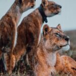 Rae Wynn-Grant Instagram - Whether in the field or on the stage, bears, lions, & this planet’s wild animals are with me wherever I go and allow me to do the science I love. Last night kicked off my Nat Geo Live speaking tour, and I couldn’t be more honored to be diving into my show titled The Secret Life of Bears. Many thanks to Alex Wenchel who produced this show, the amazing @natgeo & @disney teams that are coordinating safe travel to 13+ cities during COVID (swipe to see photos of what a “meet & greet” looks like these days), and of course the amazing audiences that are interested in the science behind how we can keep these majestic creatures on the planet. Onward 🐻🐻✨✨ 📸: @celerypocket Overture Center for the Arts