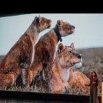 Rae Wynn-Grant Instagram – Whether in the field or on the stage, bears, lions, & this planet’s wild animals are with me wherever I go and allow me to do the science I love. Last night kicked off my Nat Geo Live speaking tour, and I couldn’t be more honored to be diving into my show titled The Secret Life of Bears. 
Many thanks to Alex Wenchel who produced this show, the amazing @natgeo & @disney teams that are coordinating safe travel to 13+ cities during COVID (swipe to see photos of what a “meet & greet” looks like these days), and of course the amazing audiences that are interested in the science behind how we can keep these majestic creatures on the planet. Onward 🐻🐻✨✨
📸: @celerypocket Overture Center for the Arts