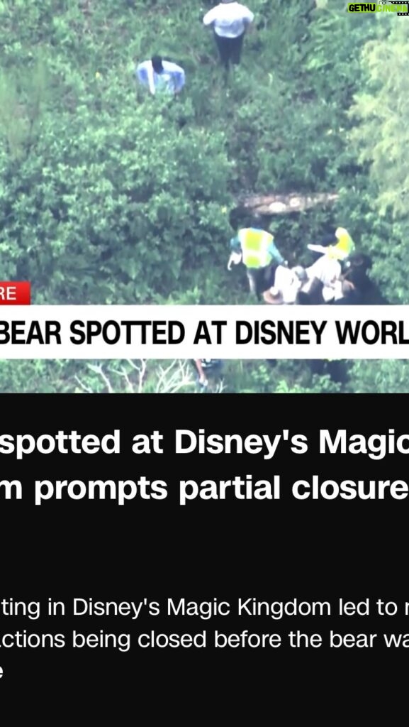 Rae Wynn-Grant Instagram - Bear News: Wild black bear at Disney World yesterday 🐻