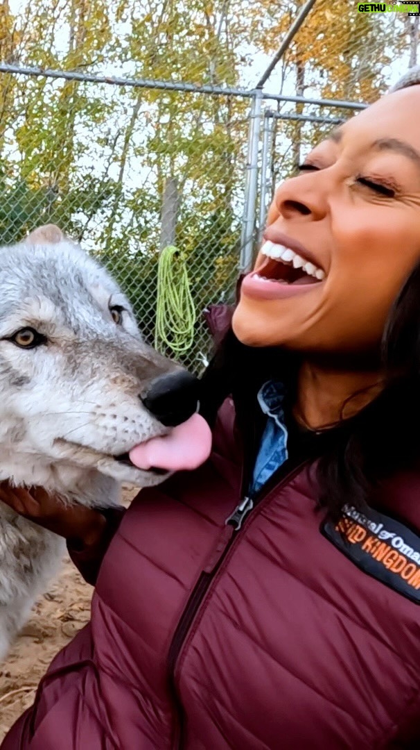 Rae Wynn-Grant Instagram - These wolves don’t look so big and bad. This week we threw Dr. Rae to the wolves. Though it looks like she’s enjoying it, and we are, too! Check out this adorable behind the scenes content we captured at the Wildlife Science Center in Stacy, Minnesota. Join the pack this weekend for a new episode of Mutual of Omaha’s Wild Kingdom Protecting the Wild. Check your @NBC local listings. #wolves #wolf #wolfpack #wildkingdomtv