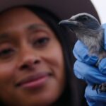 Rae Wynn-Grant Instagram - Today’s episode of @wildkingdomtv is dedicated to @beyonce 🤠….i mean to the Florida Wildlife Corridor, which is an essential network of pathways that cross through cattle ranches, under highways, and beyond, ensuring the connectivity of critical habitat for wildlife. This episode was very special to me as it brought me into the field with a dear friend and collaborator @carltonward