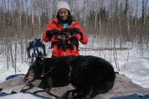Rae Wynn-Grant Instagram - Mama bear (sedated) got a lil rest while we gave her and her 8 week-old cubs a checkup. Drop some questions in the comments 👇🏾, I have a feeling I can predict a few 😉 🐻
